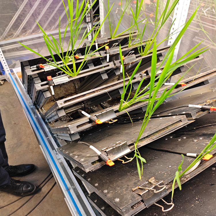 高通量植物根系表型采集分析系統（根盒式）TPN-GXY-GH